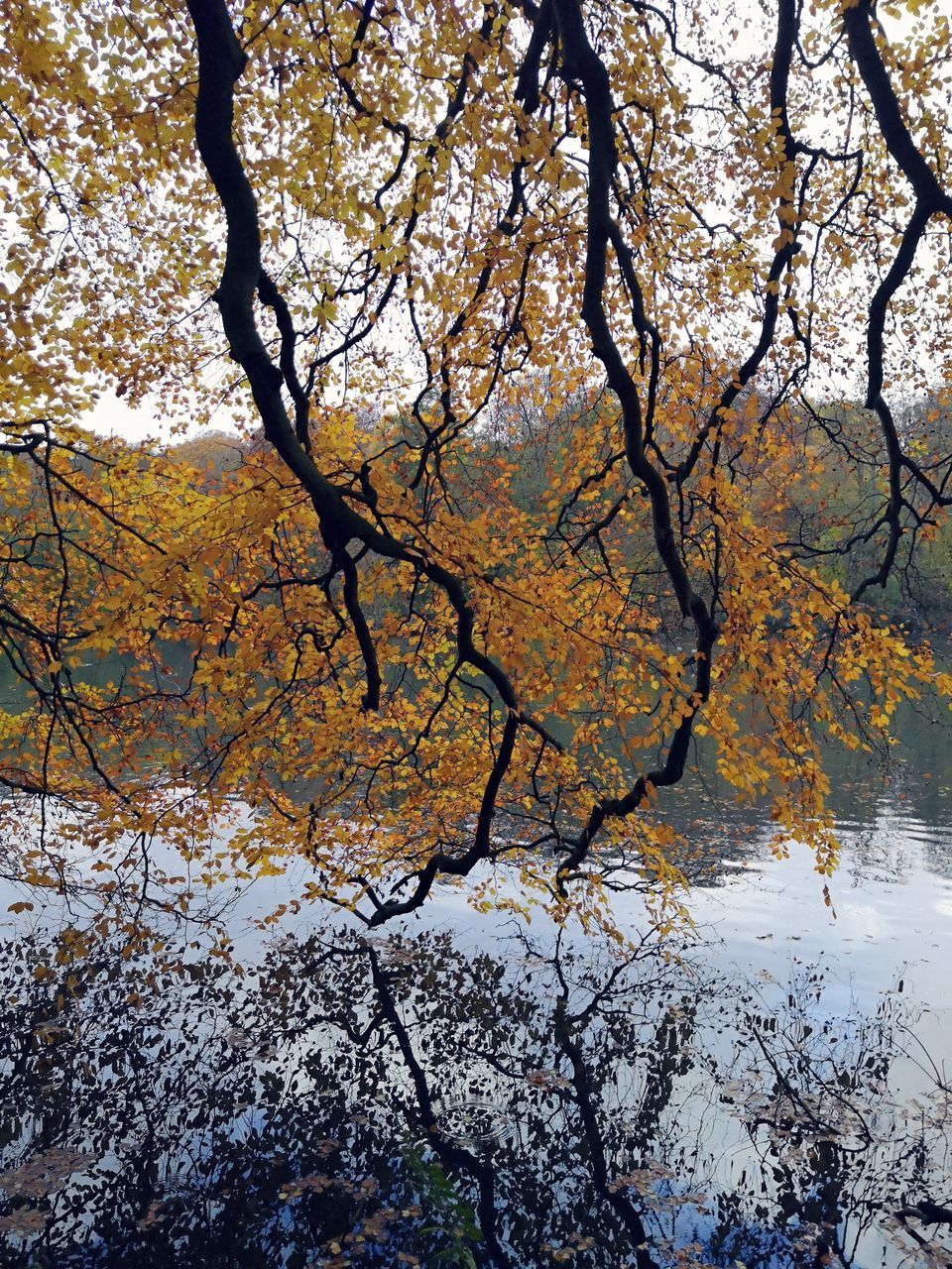 SCENIC VIEW OF LAKE AMIDST TREES IN FOREST DURING AUTUMN