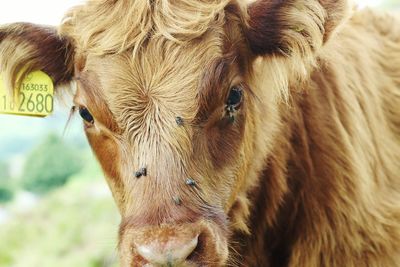 Close-up portrait of cow