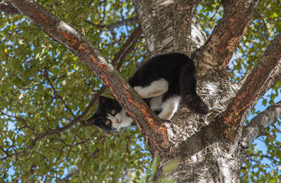 Low angle view of a squirrel on tree