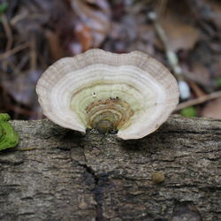 Close-up of snail on tree trunk