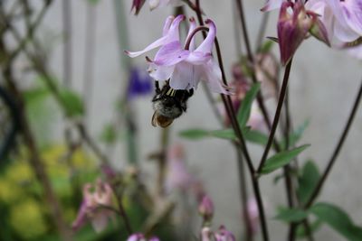 Close-up of bee pollinating flower