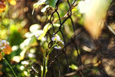 Close-up of butterfly pollinating on flowering plant