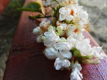 Close-up of white flowers blooming outdoors