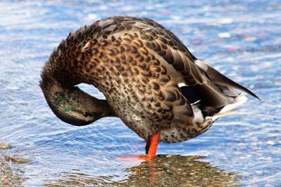 Close-up of duck in water