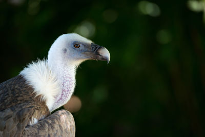 Close-up of european griffon vulture in trees