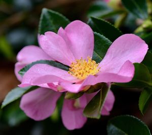 Close-up of pink flowering plant leaves