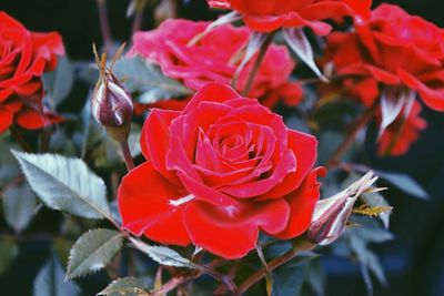 Close-up of red rose