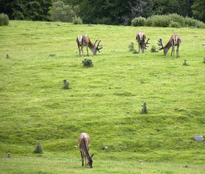 pasture