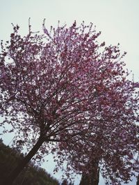 Low angle view of tree against sky