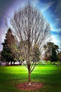 Trees in park during autumn