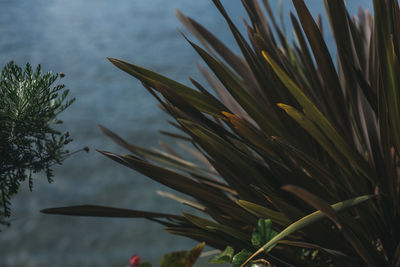 Close-up of palm tree by lake against sky