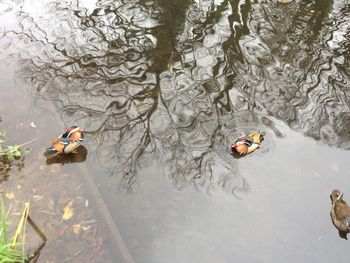 Fish swimming in lake