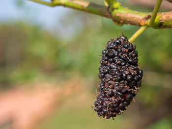 Close-up of berries growing on tree