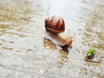 Close-up of snail