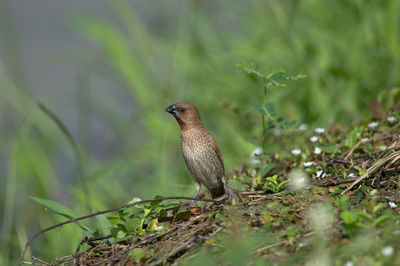 Bird perching on a field