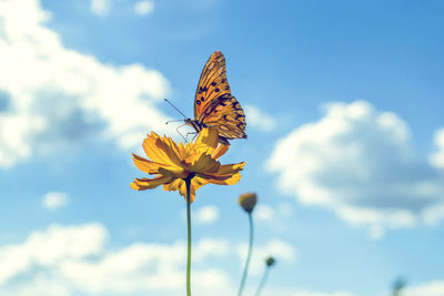 Butterfly perching on yellow flower against sky