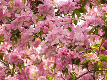 Close-up of pink cherry blossoms in spring