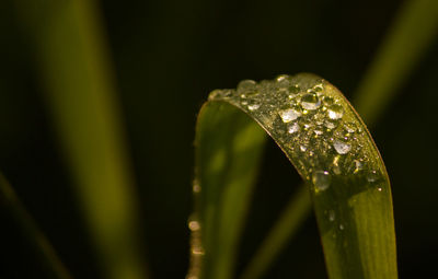 Close-up of raindrops on leaf