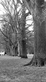 Bare trees on landscape