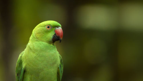 Close-up of a parrot