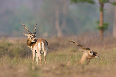 Deer in a field