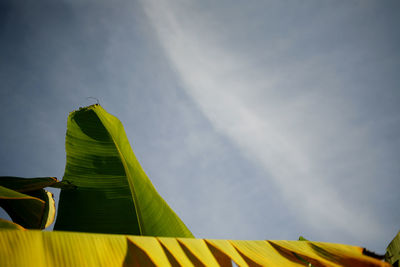 Low angle view of banana yellow leaf against sky