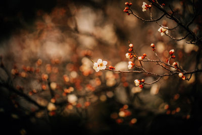 Close-up of flowers on tree