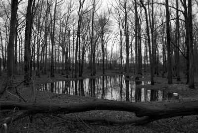 Bare trees in forest