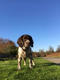 Portrait of dog standing on field against clear sky