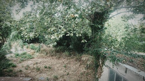 Plants growing on tree