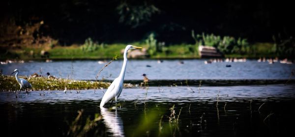 View of a bird in lake