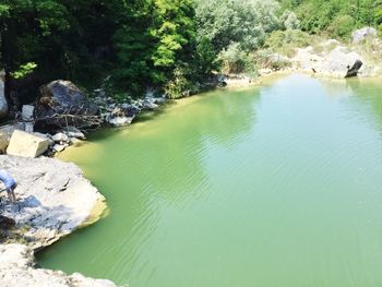 Scenic view of river amidst trees