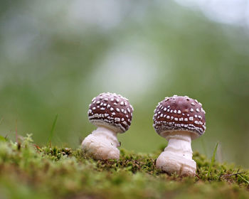 Close-up of mushroom on field