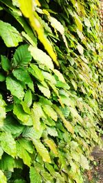 Full frame shot of green leaves