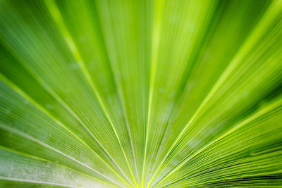 Close-up of palm leaf