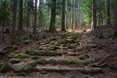 Trees in forest