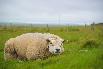 Sheep on a field