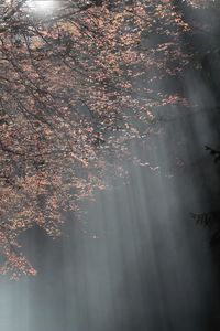 Low angle view of cherry tree against sky during autumn