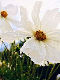 Close-up of wet white flower blooming outdoors