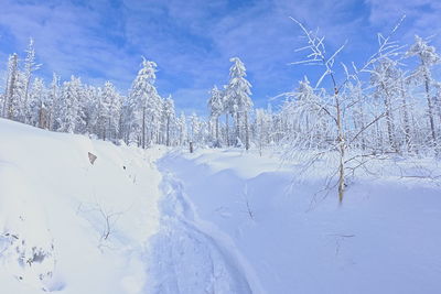 Snow covered land and trees against sky