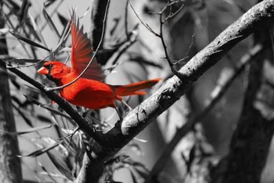 Bird perching on branch