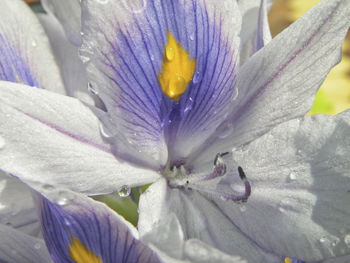 Close-up of wet purple flower blooming outdoors