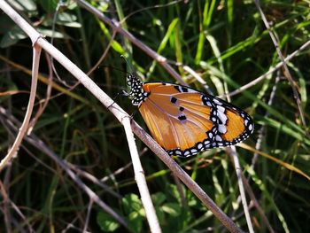 Close-up of butterfly on leaf