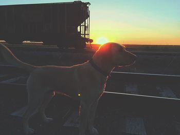 Dog at sunset