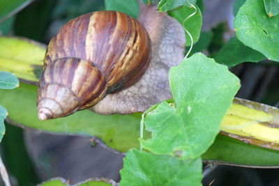 Close-up of snail on leaves