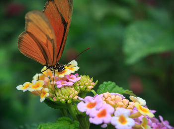 Close-up of butterfly pollinating on flower