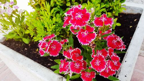 High angle view of fresh pink flowers blooming in potted plant