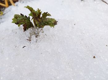 High angle view of plant on snow