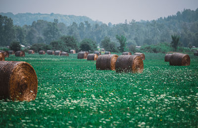 Hay bales on field