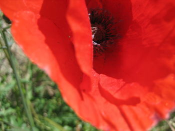 Close-up of red flower